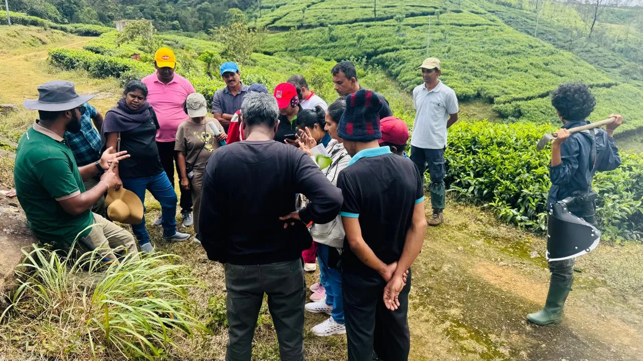Participants gathered for a field study session on a tea-covered hillside.