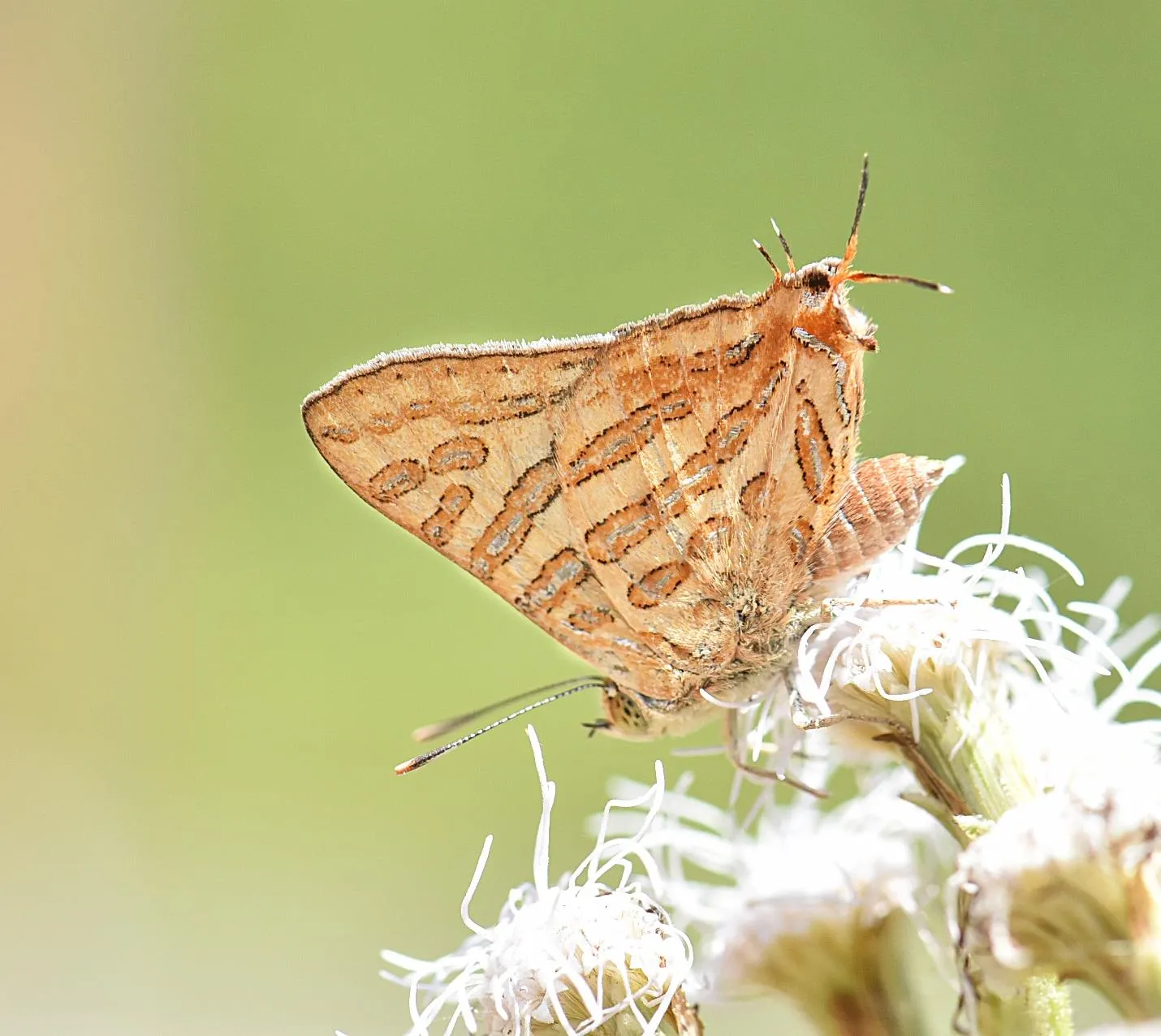 Clouded Silverline butterfly (Cigaritis nubilus) perched on a white flower, showing the silvery and dark red lines on the brick-red underside of its wings.