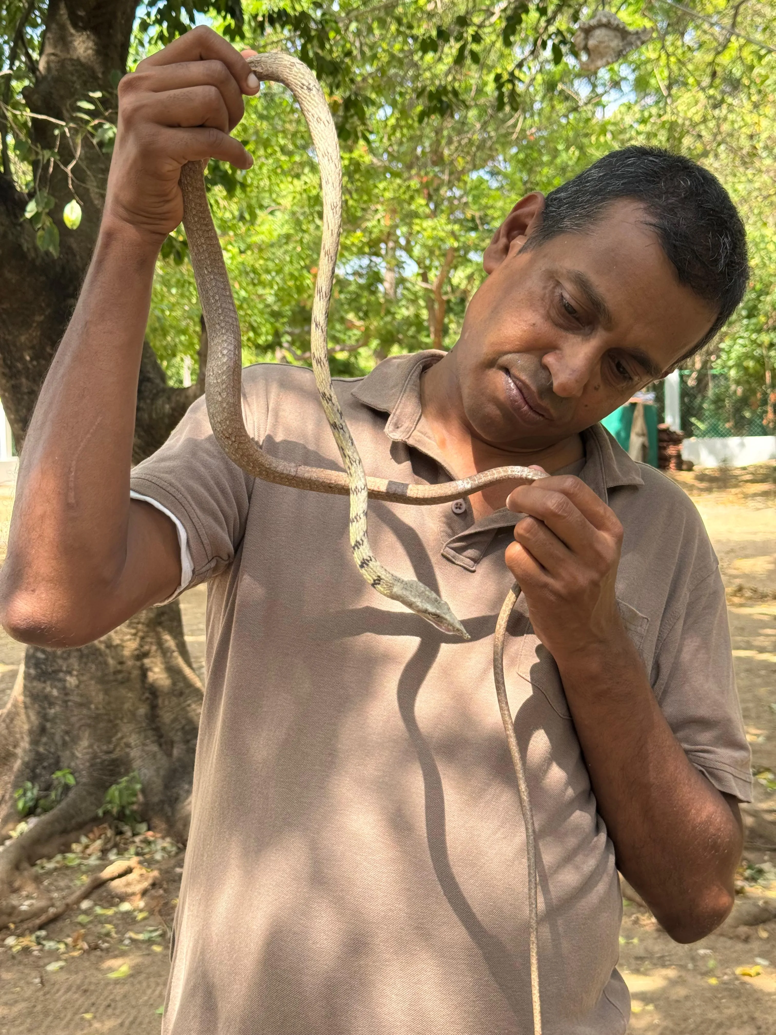 Nayana Daundasekara carefully examining a snake during fieldwork in Sri Lanka.