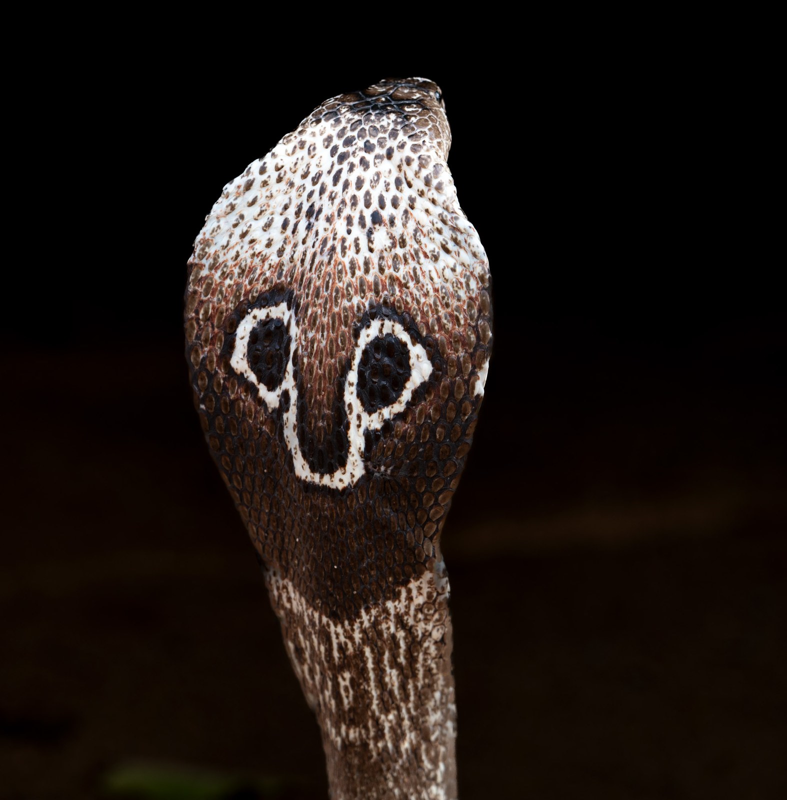 A spectacled cobra in defensive display — by Nayana Pradeep.
