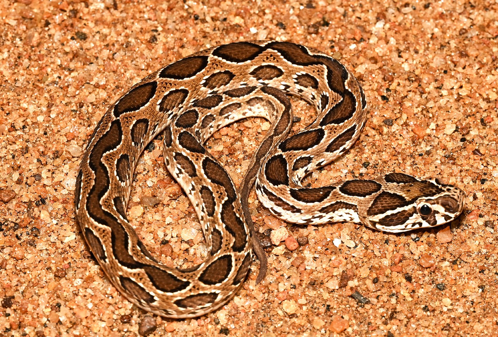 A Russell’s viper coiled on sandy ground, by Nayana Pradeep.