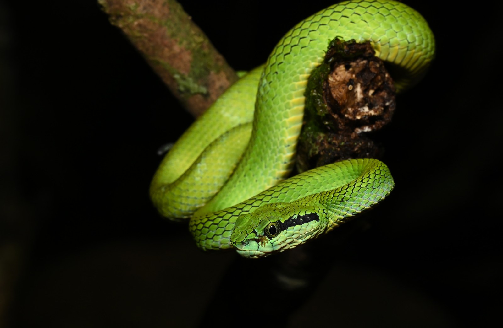 A green pit viper coiled on a branch — by Nayana Pradeep.