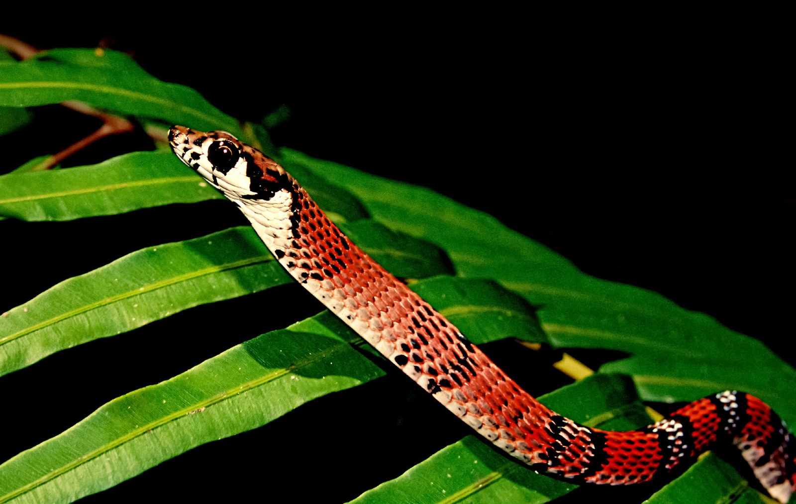 A vividly coloured snake among foliage — by Nayana Pradeep.