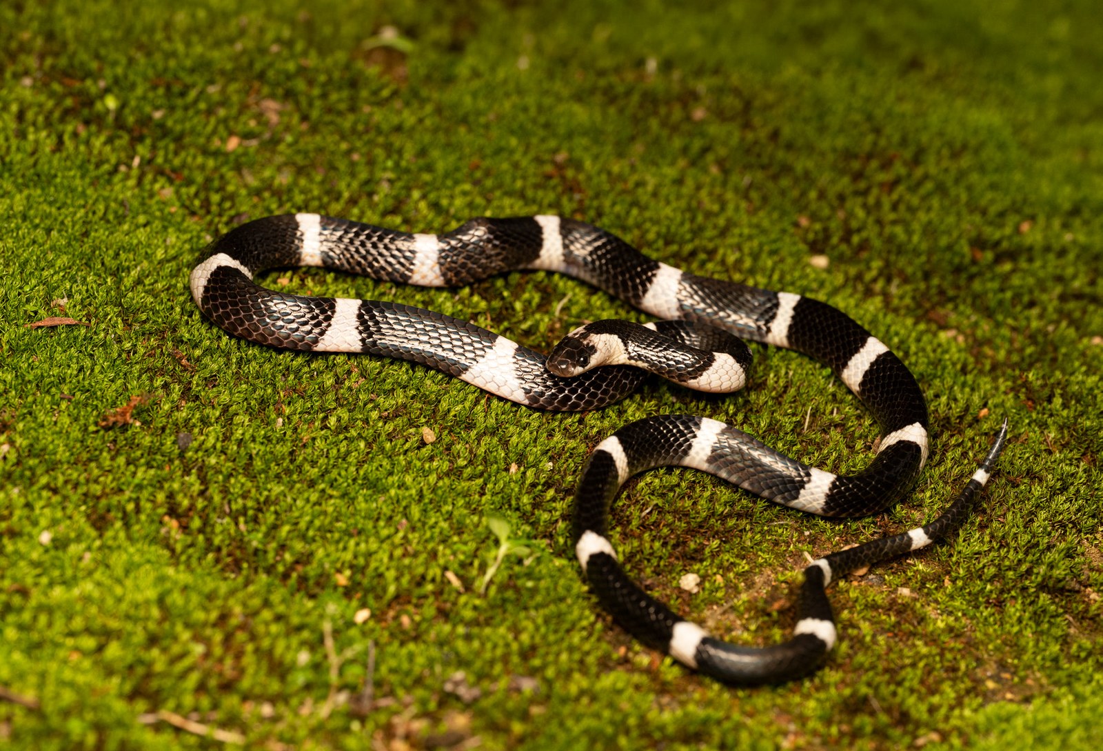 A banded snake on rainforest moss — by Nayana Pradeep.