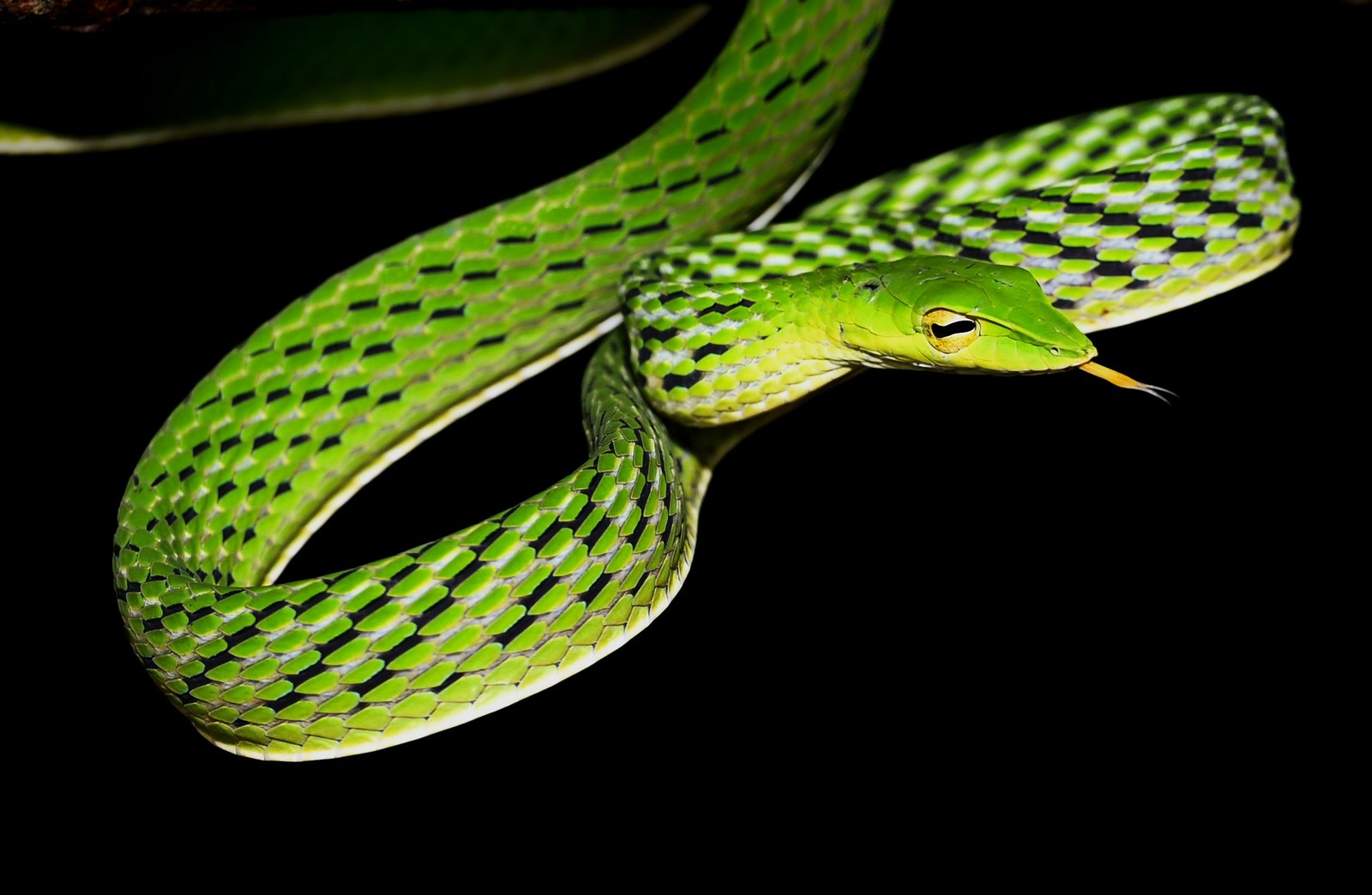 A green vine snake — by Nayana Pradeep.
