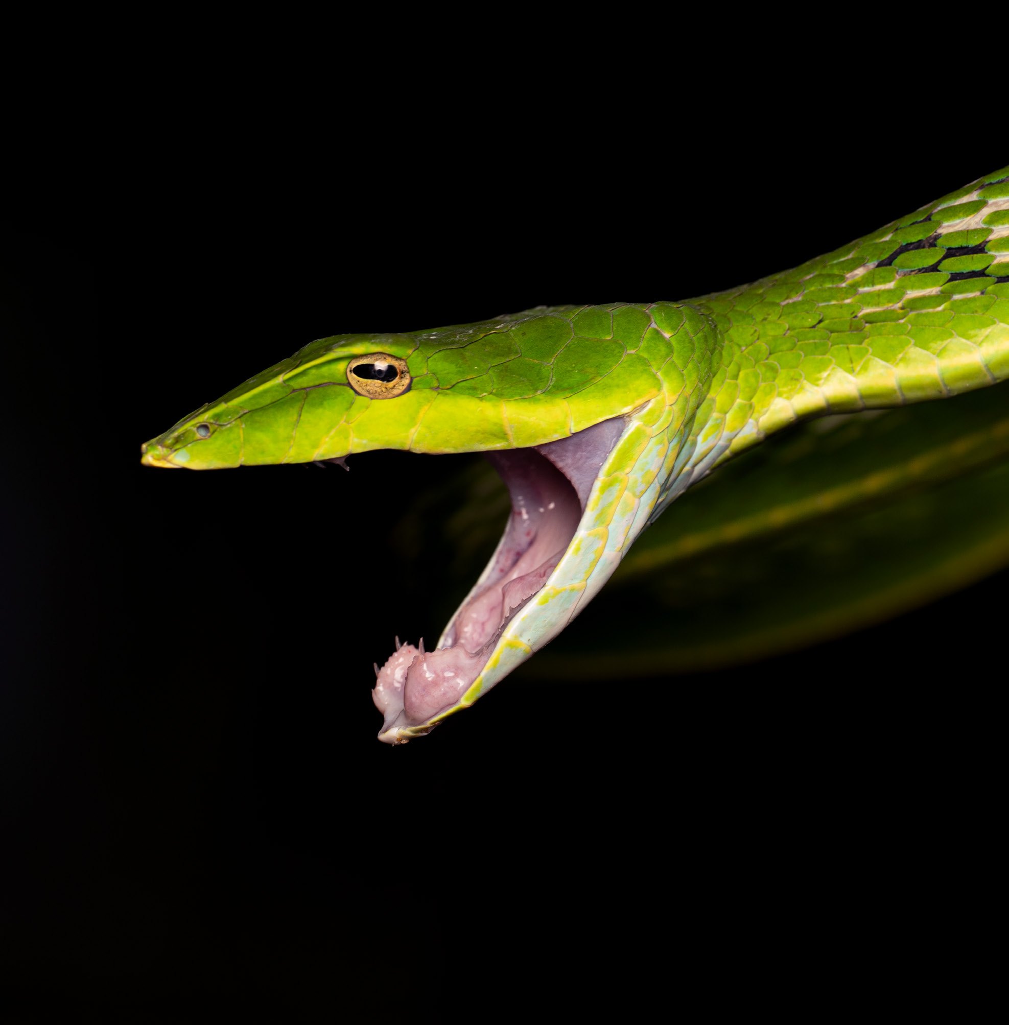 A green vine snake — photograph by Nayana Pradeep.